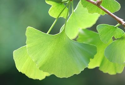 Ginkgo Bilola Extract