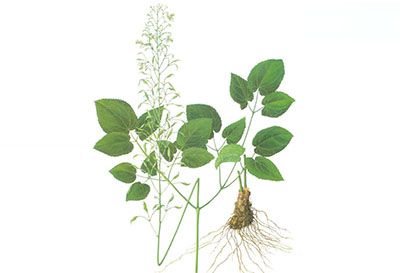 Epimedium Extract