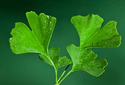 Ginkgo Biloba Extract USP40