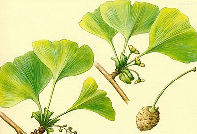 Ginkgo Biloba Extract Water Soluble