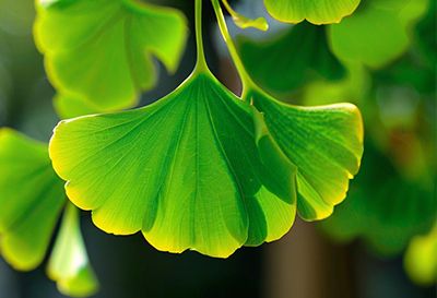 Ginkgo Biloba Extract 24% 6% 5PPM