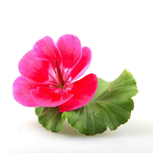 Nopal Extract
