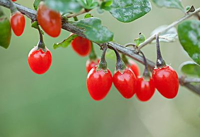Organic Wolfberry Fruit Powder